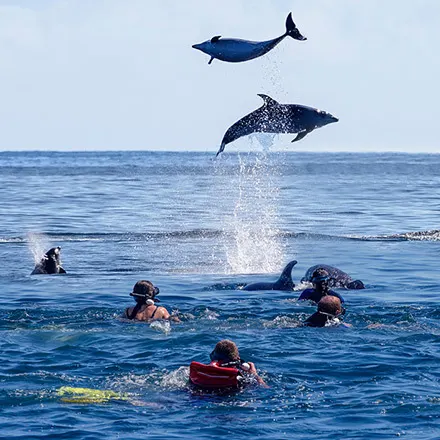 Dolphin-Eco-Experience-HomepageTile.jpg