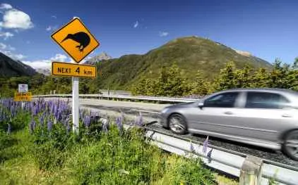 driving-new-zealand-xlarge.jpg