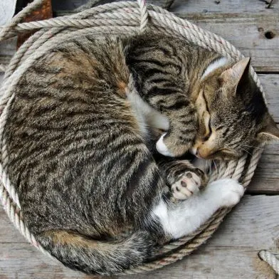 Curled-up-cat-sleeping.jpg